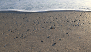 Foam Line with Shells 55.31