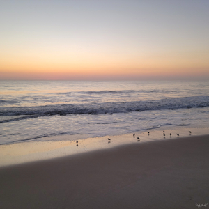 Sandpiper Morning  36.36