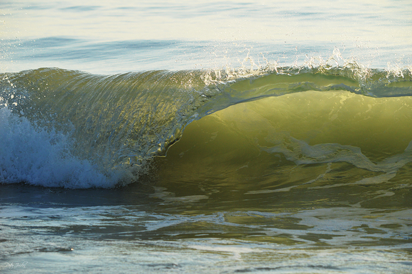 Wave Curl  36.24 Print