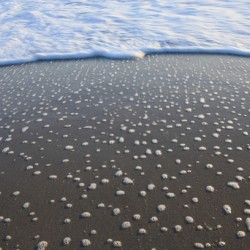 Receding Bubbles  42.24